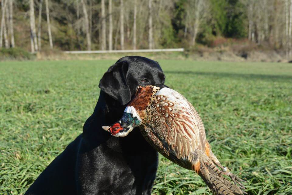 Labrador Retriever