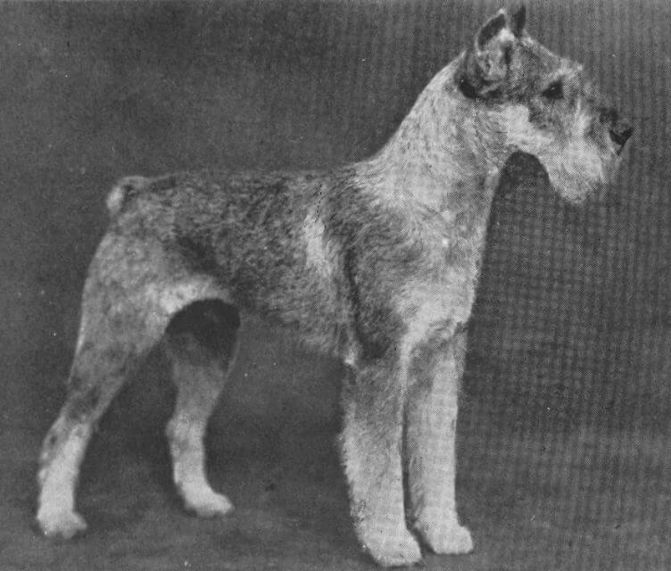 Standard Schnauzer