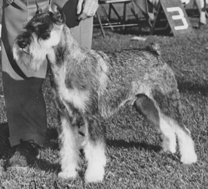 Standard Schnauzer