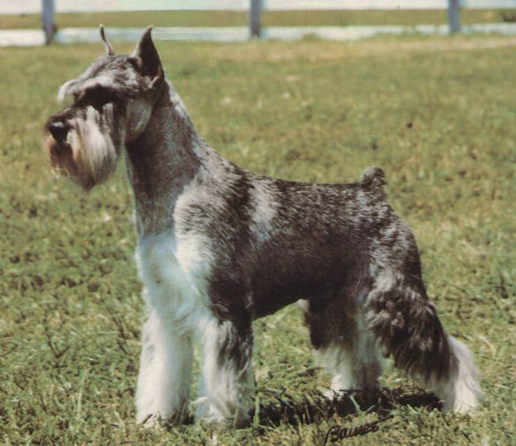 Standard Schnauzer