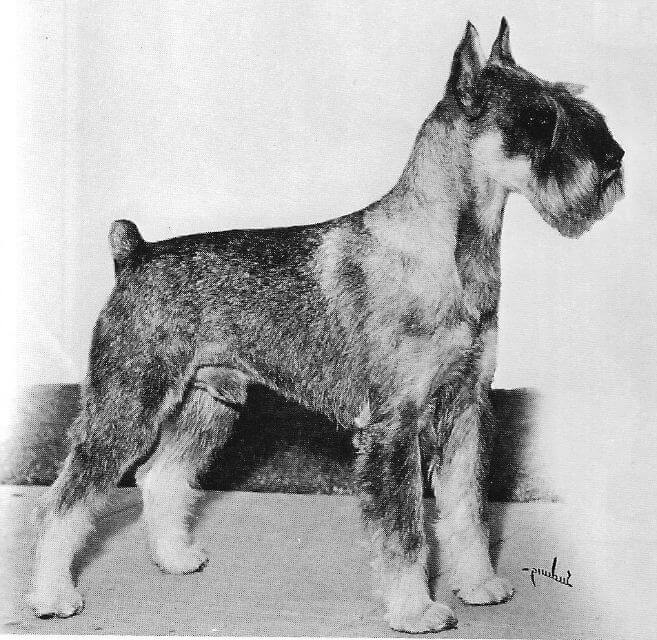 Standard Schnauzer