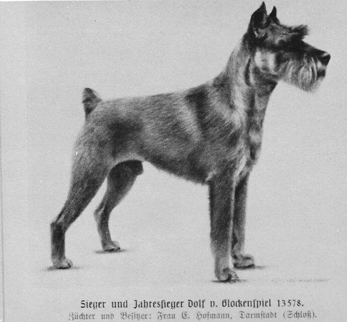 Standard Schnauzer