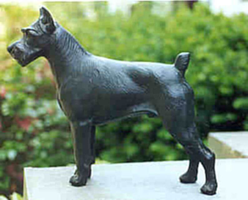 Standard Schnauzer