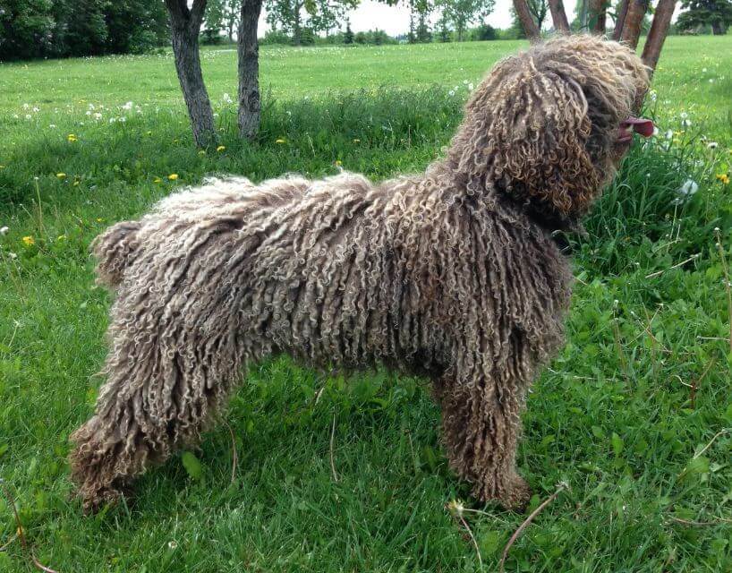 Spanish Water Dog