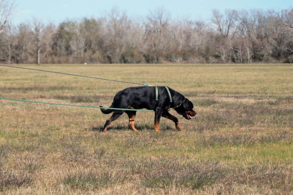 Rottweiler