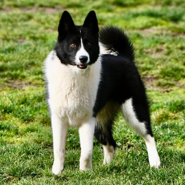 Karelian Bear