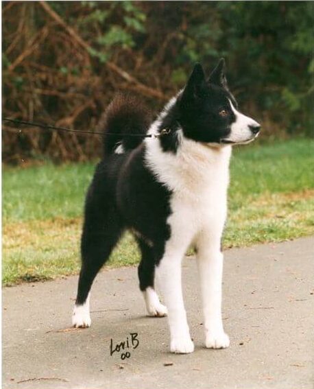 Karelian BearThis was one of the most important dogs to bear the TsarShadow kennel prefix. “Eenokki” was from my first litter (Fin Dual Ch. Vote x Fin BISS/Can. Ch. Tihun Kati). He was a prolific winner in Finnish shows, causing quite a stir as a “foreigner.” His European tally of 29 CACIB’s in seven countries, coupled with his BIS wins on Canadian home soil, was impressive enough, but his role as a stud dog is where he’ll likely be remembered. His son “Kosto” - MBIS TsarShadow’s I Speak Of War - is the current breed record holder for career BIS awards (50), and was Canada’s No. 1 Working/ No. 2 All-Breed dog for 2012.