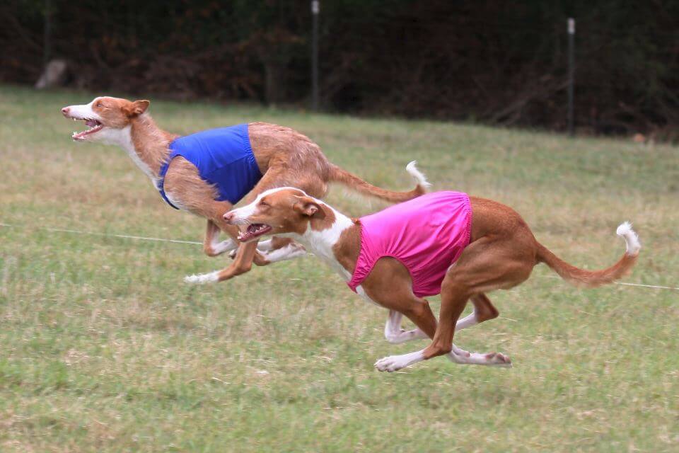 Ibizan Hound