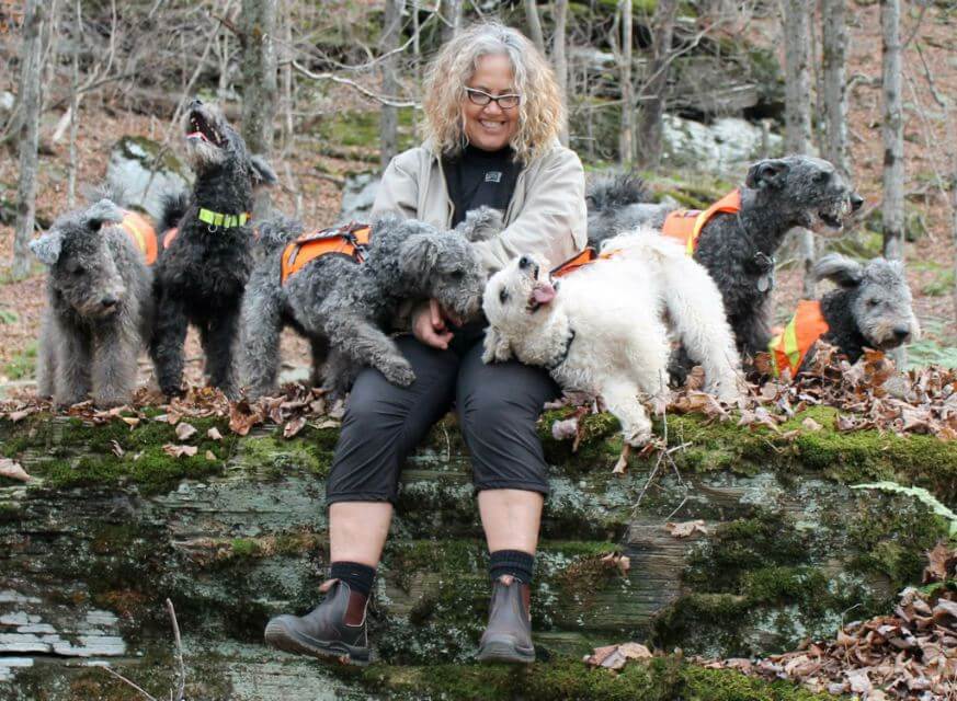 Pumi