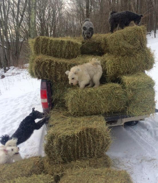 Pumi