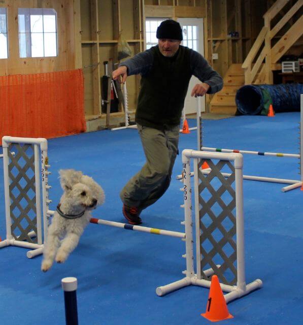 Pumi