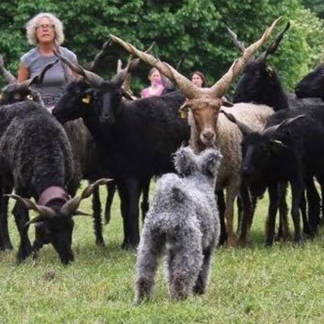 Pumi