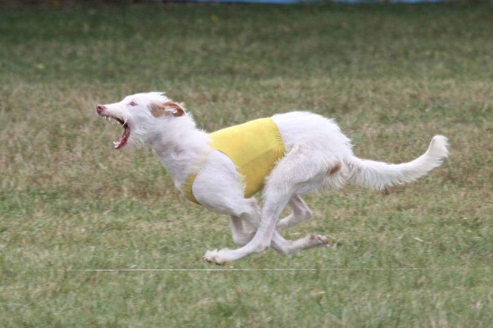 Ibizan Hound