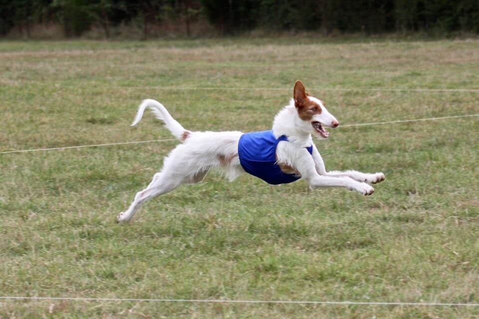 Ibizan Hound