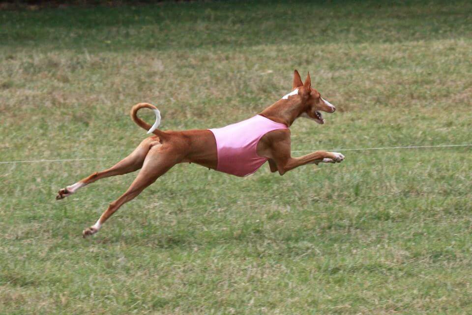 Ibizan Hound