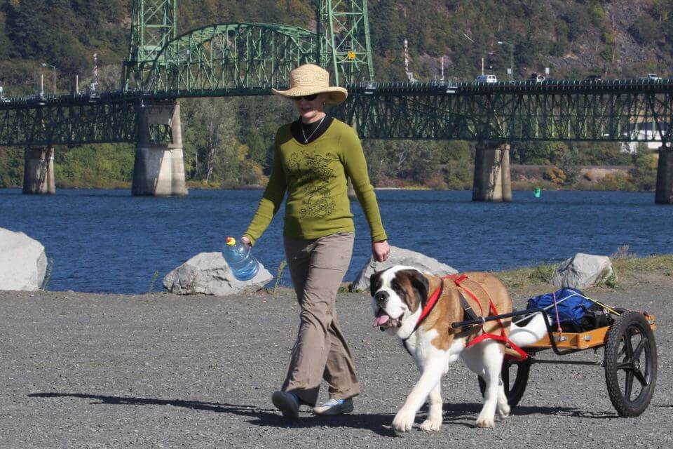 Saint Bernard