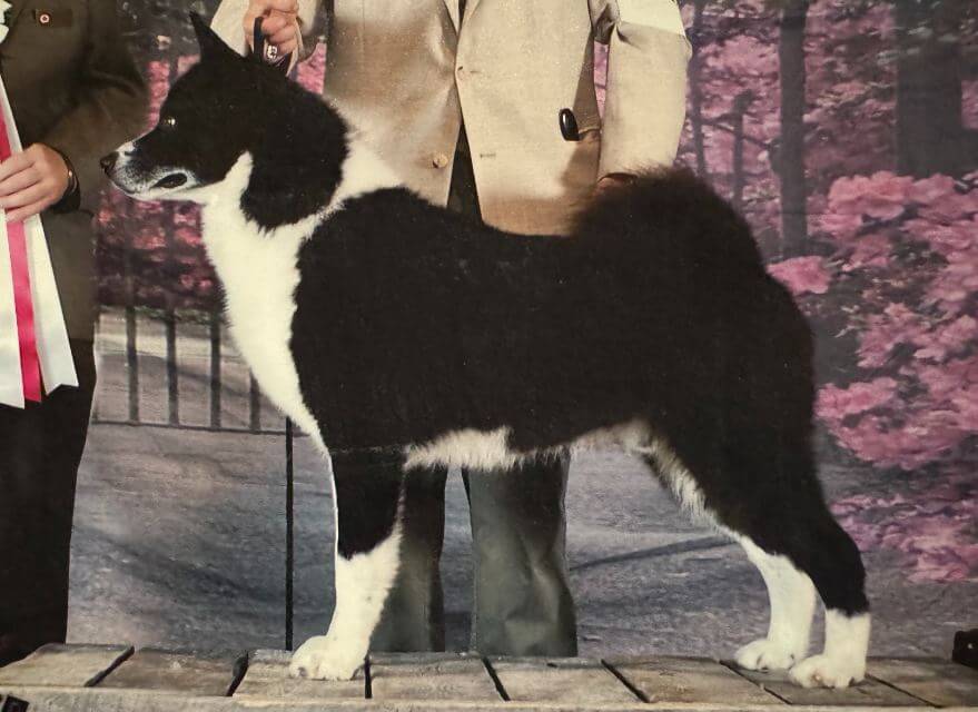 Karelian Bear