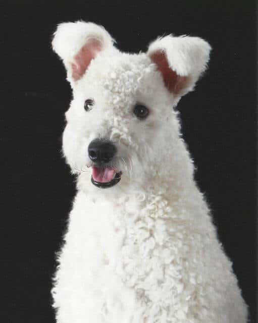 Pumi