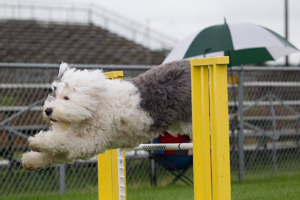 Old English Sheepdog