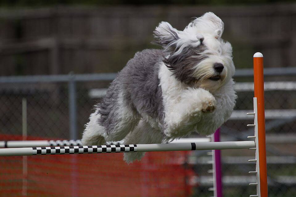 Old English Sheepdog