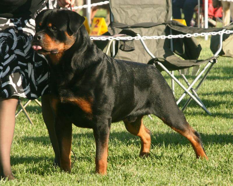 Rottweiler