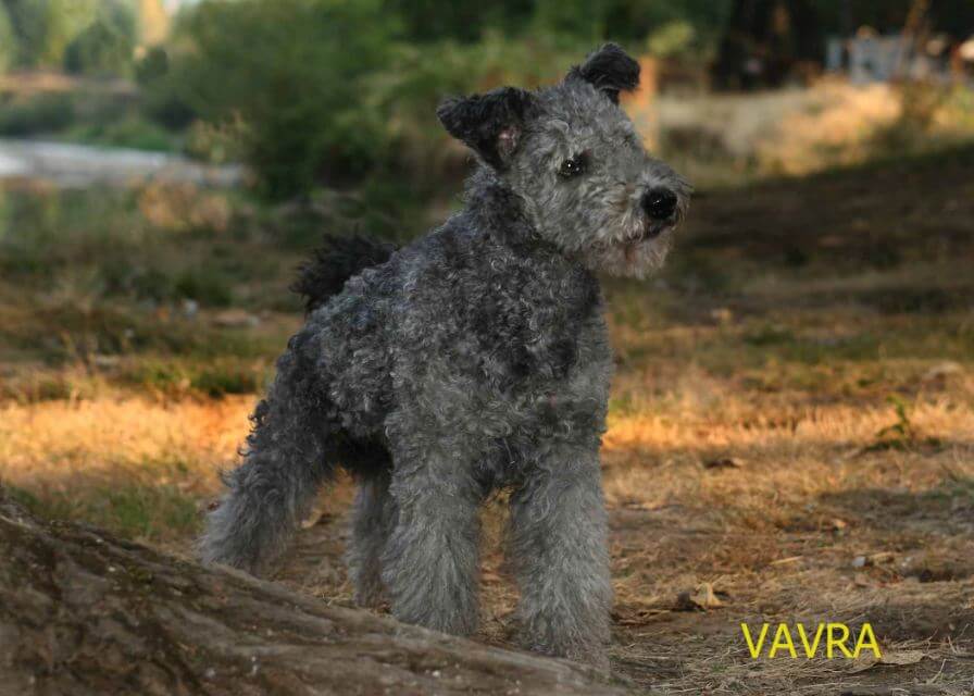 Pumi