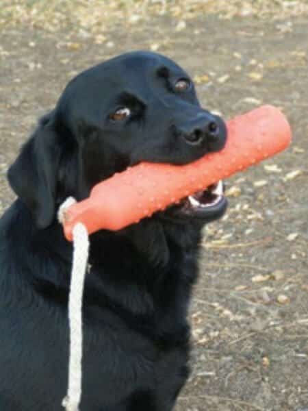 Labrador Retriever training, dog holding a toy in its mouth.