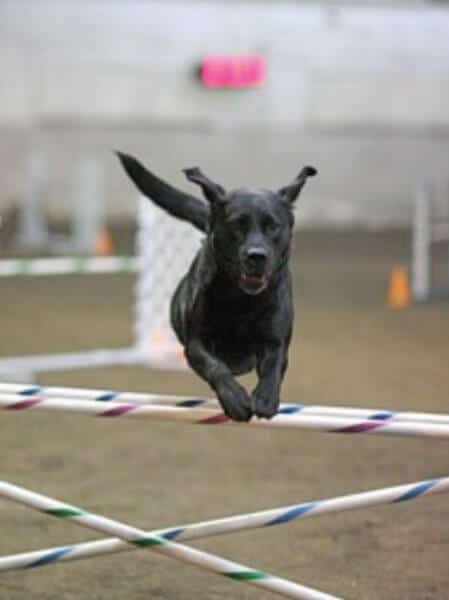 Labrador Retriever jumping over an obstacle in Agility.