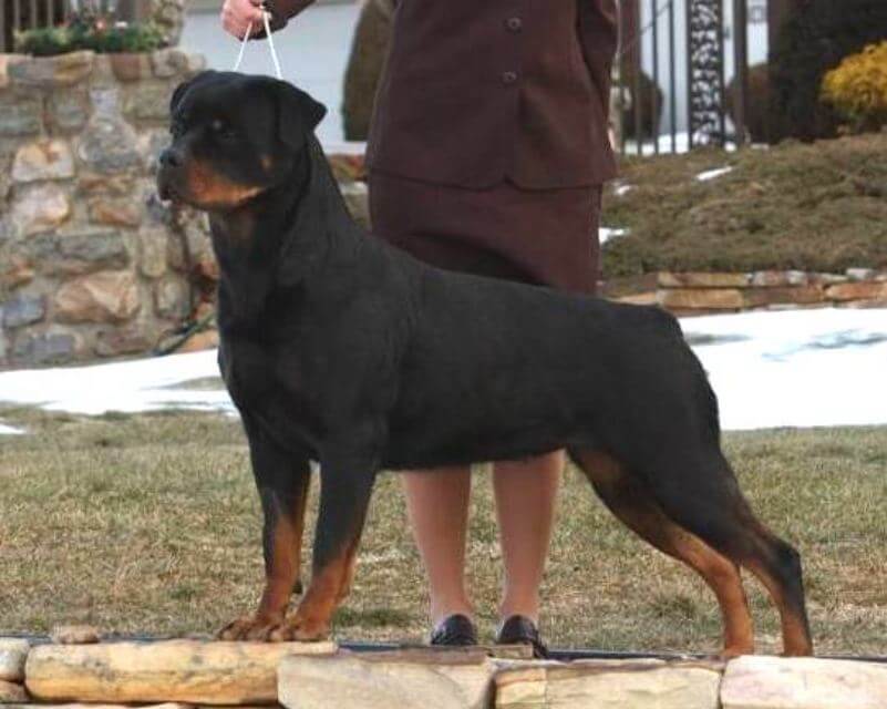 Rottweiler