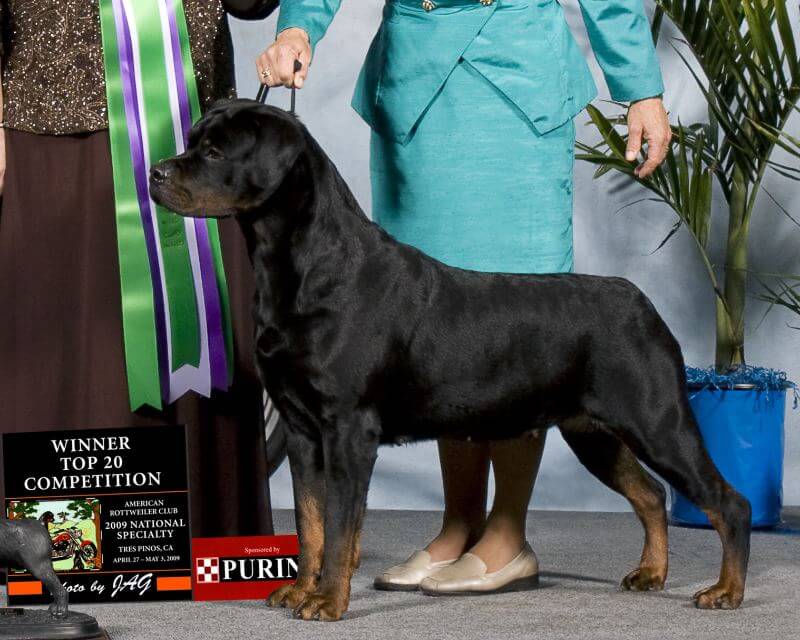 Rottweiler