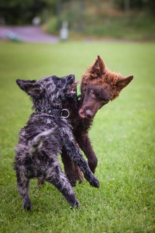 Two puppies of mudi are playing together.