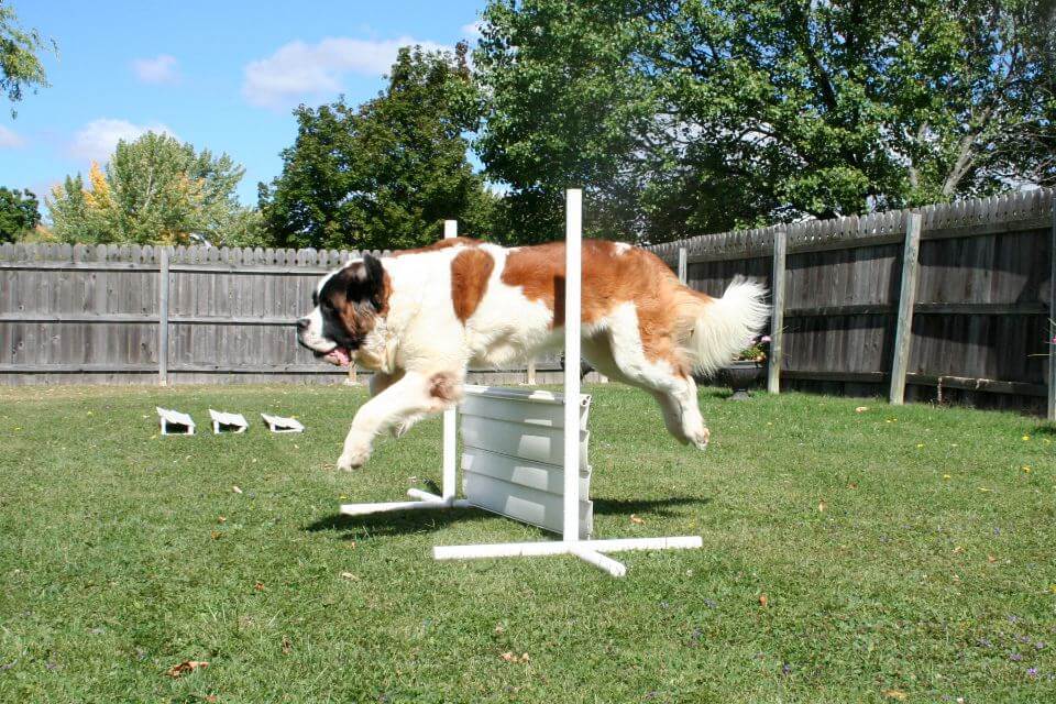 Saint Bernard