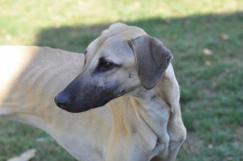 Sloughi