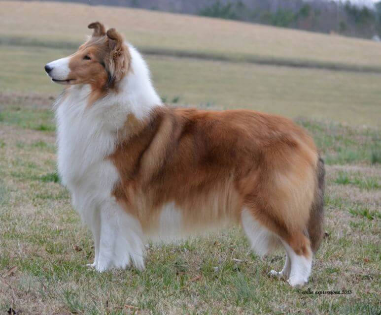 Collie