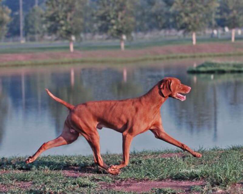 Vizsla