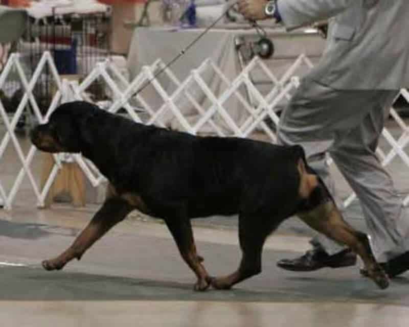 Rottweiler