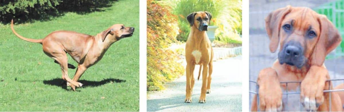 Three photos of Rhodesian Ridgebacks