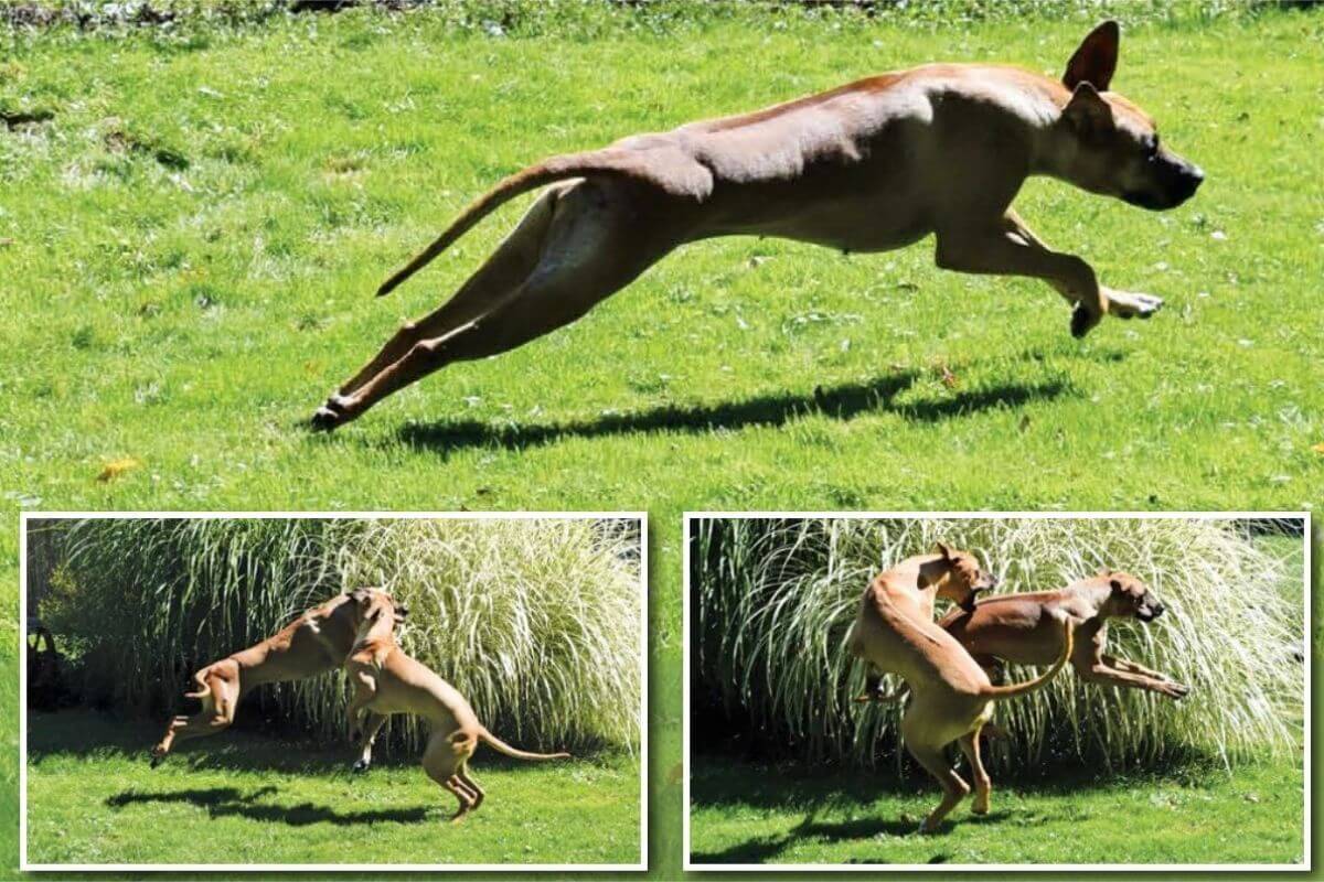 Three photos of Rhodesian Ridgebacks
