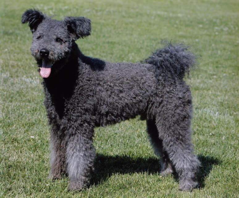 Pumi