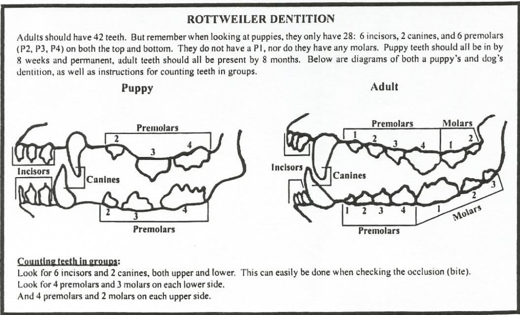 Rottweiler