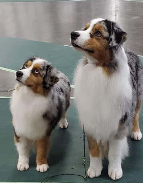 Miniature American Shepherd
