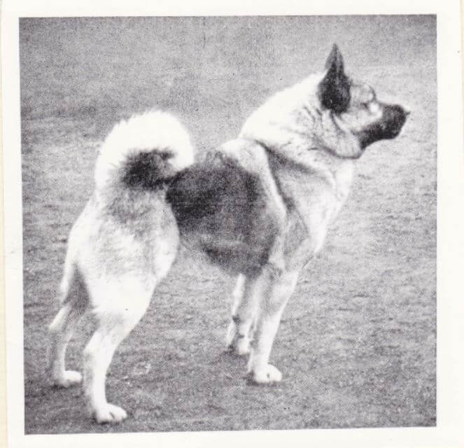 Norwegian Elkhound
