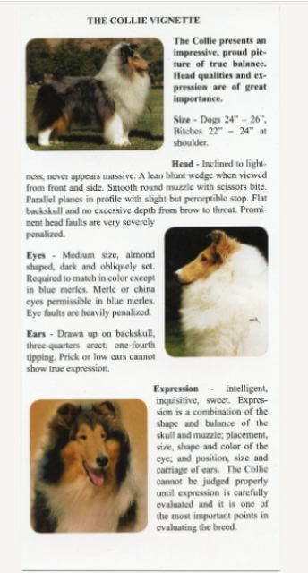 Collie