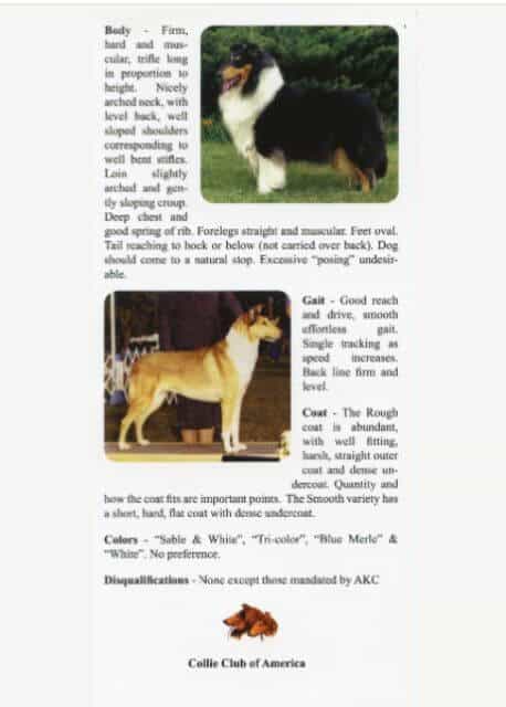 Collie