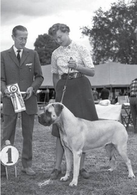 Mastiff