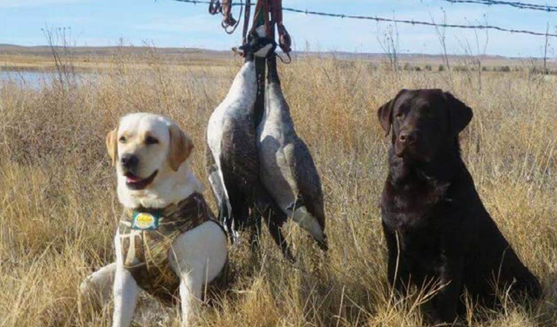 Labrador Retriever