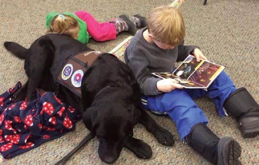 Labrador Retriever