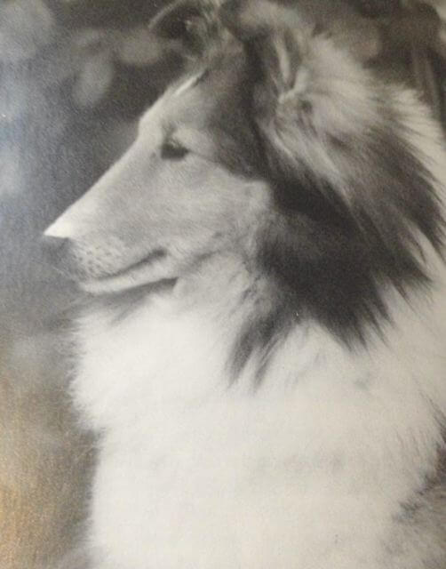 Shetland Sheepdog