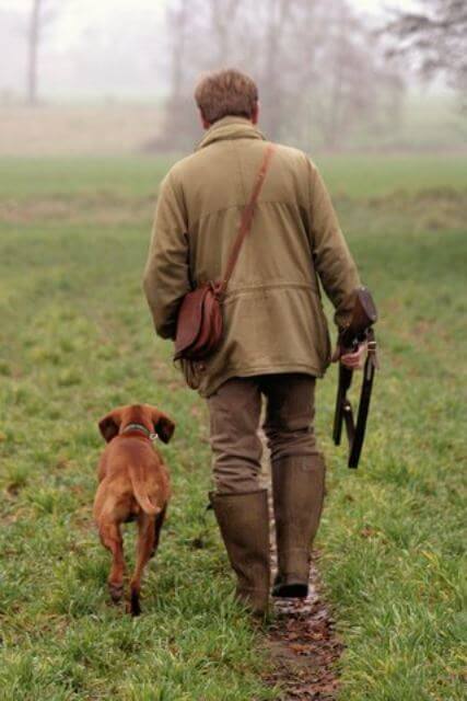 Vizsla
