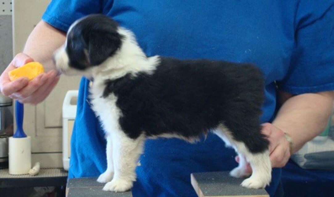 Miniature American Shepherd